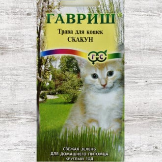 Трава для кошек Скакун Гавриш изображение 1