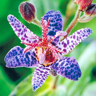 Трициртис (садовая орхидея) Блю Споттед изображение 6