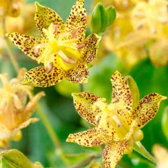 Трициртис (садовая орхидея) Голден Фестиваль изображение 3