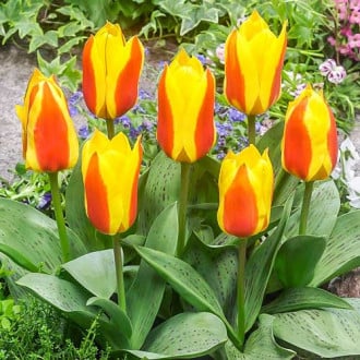Тюльпан Грейга Бон Бини изображение 1