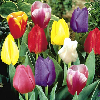 Тюльпаны Дарвина, смесь окрасок изображение 3