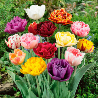 Тюльпаны махровые, смесь окрасок изображение 6