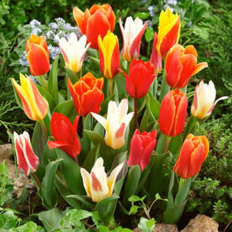 Тюльпаны Грейга, смесь окрасок изображение 5