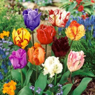 Тюльпаны Пэррот, смесь окрасок изображение 3