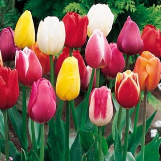 Тюльпаны Триумф, смесь окрасок изображение 3
