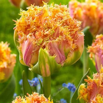 Тюльпан бахромчатый Эсприт изображение 4