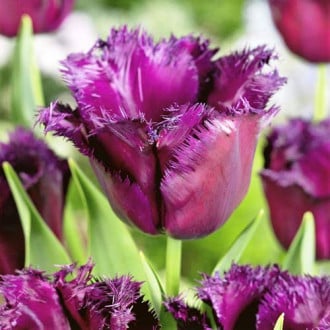 Тюльпан бахромчатый Горилла изображение 5