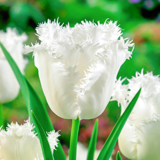 Тюльпан бахромчатый Ханимун изображение 4