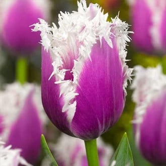Тюльпан бахромчатый Камминс изображение 2