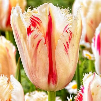 Тюльпан бахромчатый Карусель изображение 4