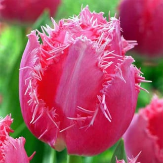 Тюльпан бахромчатый Кашарель изображение 3