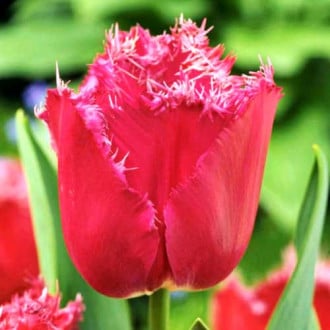 Тюльпан бахромчатый Мустанг изображение 3
