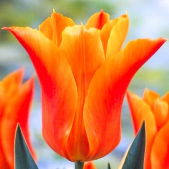 Тюльпан лилиецветный Баллада Оранж изображение 2