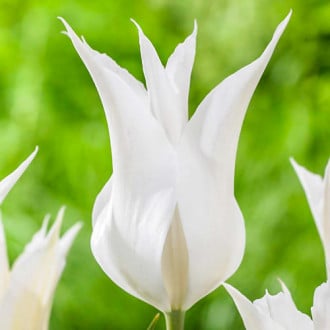 Тюльпан лилиецветный Баллада Вайт изображение 4