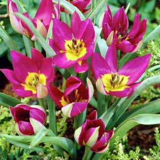 Тюльпан ботанический Персиан Перл изображение 4