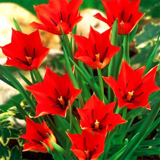 Тюльпан ботанический Ред Хантер изображение 5