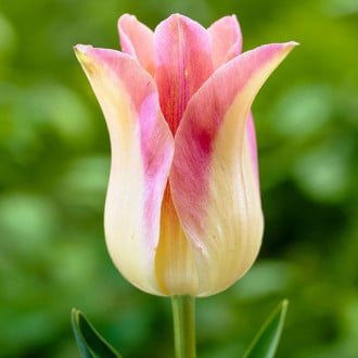 Тюльпан лилиецветный Элегант Леди изображение 5
