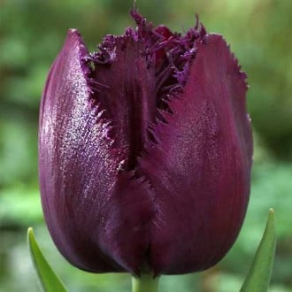 Тюльпан бахромчатый Керли Сью изображение 1