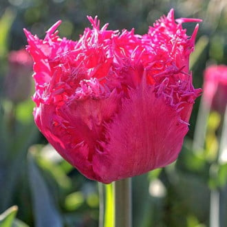 Тюльпан бахромчатый Кингстон изображение 4