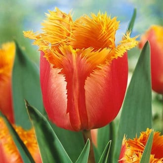 Тюльпан бахромчатый Ламбада изображение 2