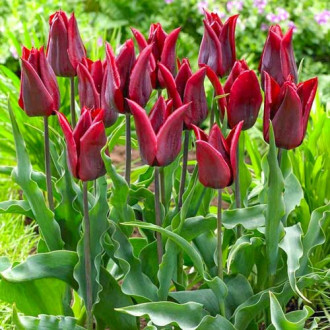 Тюльпан лилиецветный Ластинг Лав изображение 1