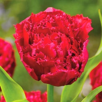 Тюльпан бахромчатый Лайон Кинг изображение 4