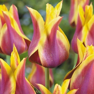 Тюльпан лилиецветный Баллада Дрим изображение 1