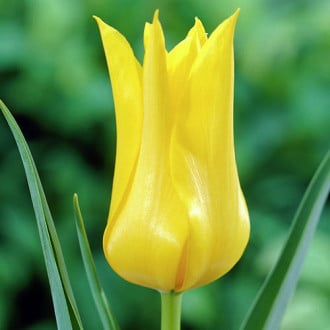Тюльпан лилиецветный Баллада Голд изображение 2