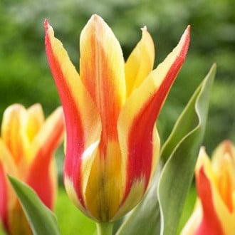 Тюльпан лилиецветный Лилифайер изображение 5