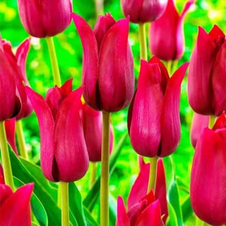 Тюльпан лилиецветный Лилироза изображение 4