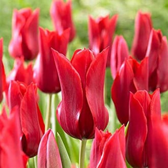 Тюльпан лилиецветный Ред Шайн изображение 4