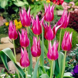 Тюльпан лилиецветный Лилиледи изображение 3
