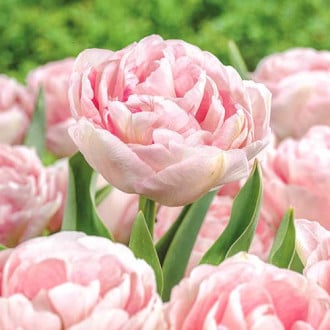 Тюльпан махровый Анжелика изображение 5
