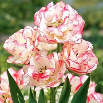 Тюльпан махровый Белиция изображение 3