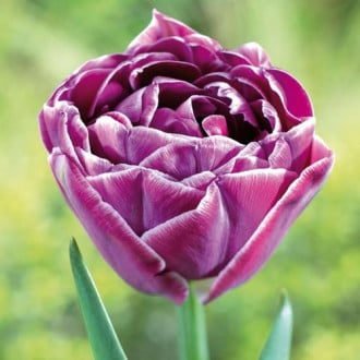 Тюльпан махровый Дрим Тач изображение 4