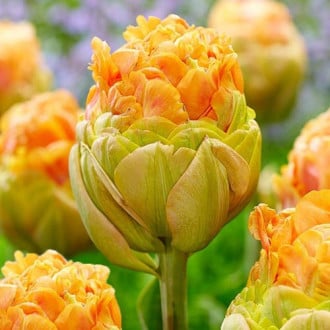 Тюльпан махровый Ле-Лаванду изображение 1