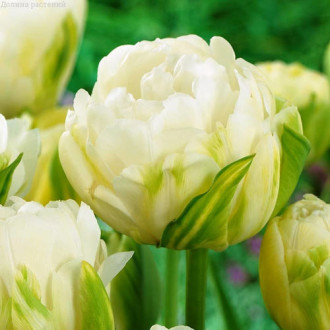 Тюльпан махровый Дабл Маурин изображение 3