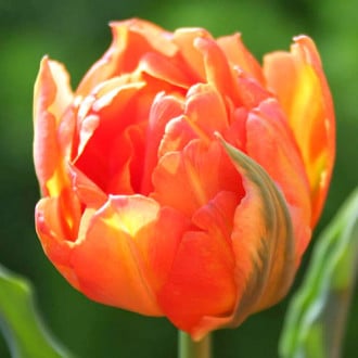 Тюльпан махровый Монте Оранж изображение 5