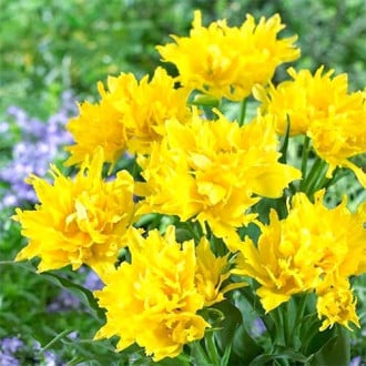 Тюльпан лилиецветный Монте Спайдер изображение 3