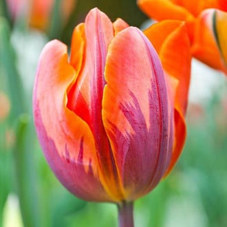 Тюльпан махровый Оранж Принцесс изображение 5