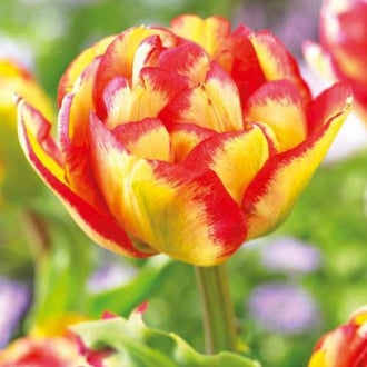 Тюльпан махровый Сандаунер изображение 4