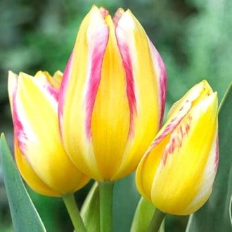 Тюльпан многоцветковый Антуанетта изображение 1