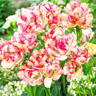 Тюльпан многоцветковый Белиция изображение 6