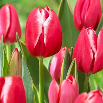Тюльпан многоцветковый Драгон Кинг изображение 1