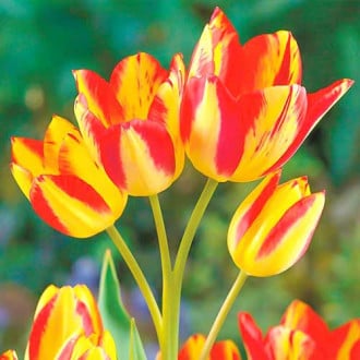 Тюльпан многоцветковый Флоретте изображение 3