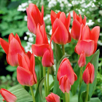 Тюльпан многоцветковый Мери Го Раунд изображение 3