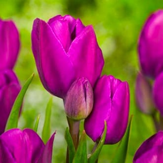 Тюльпан многоцветковый Пурпл Букет изображение 1