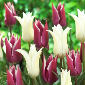 Тюльпан лилиецветный Пурпл Чик, микс изображение 4