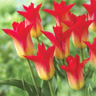 Тюльпан лилиецветный Роял Гифт изображение 6