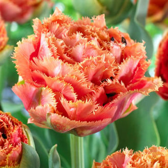 Тюльпан бахромчатый Сенсуал Тач изображение 3